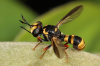 Wasp mimic hoverfly, Jun 2025