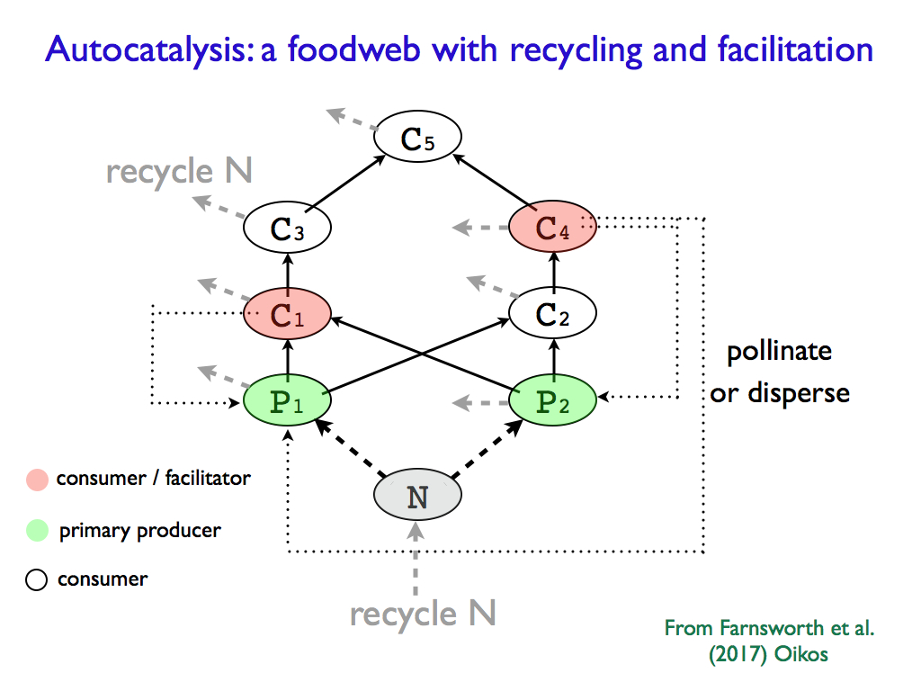 Autocatalytic Ecological System