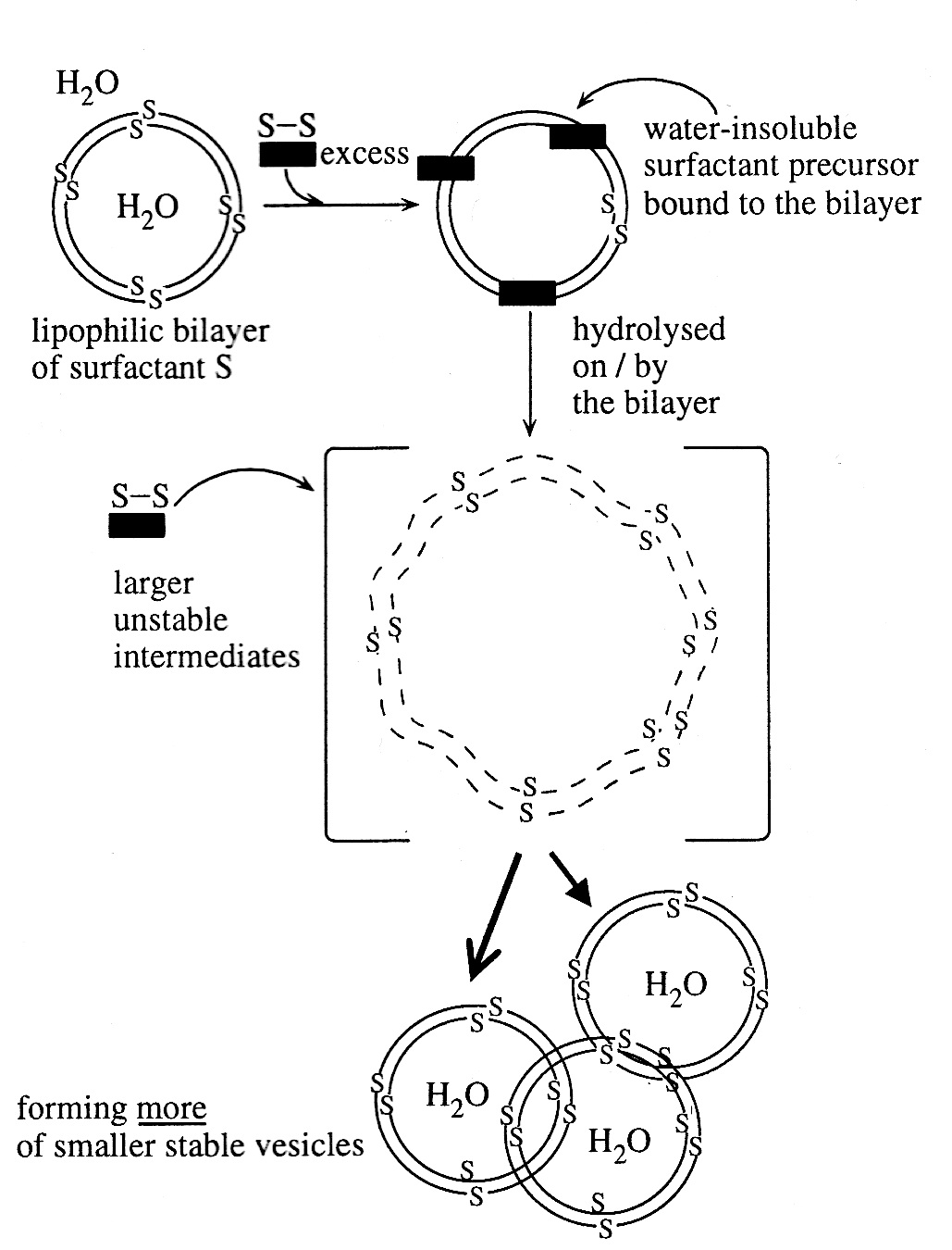 Bitbol-Louisi self reproducing vesicles