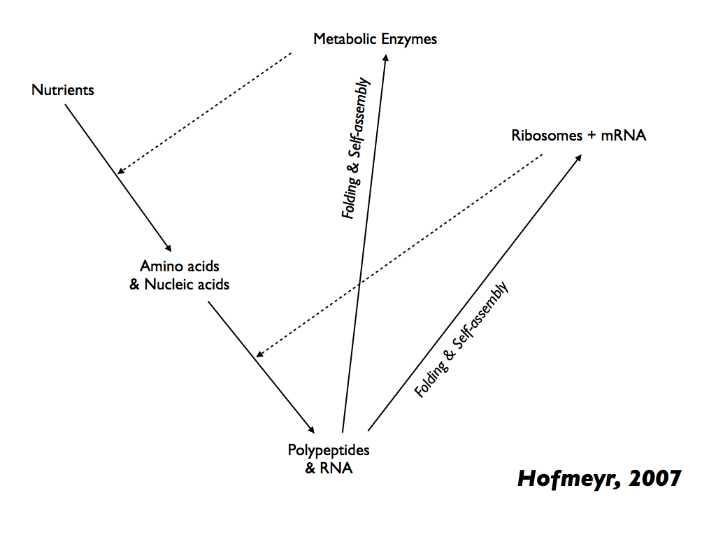 Hofmeyr's (M,R)-System Cell