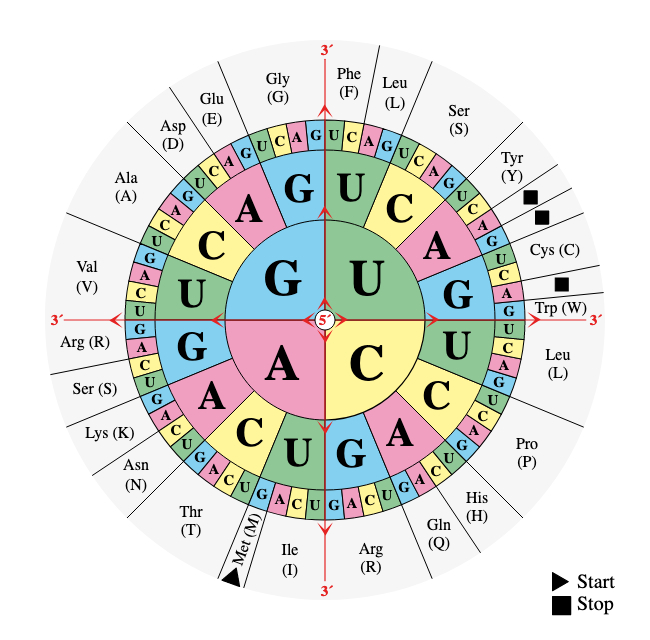 The genetic code wheel